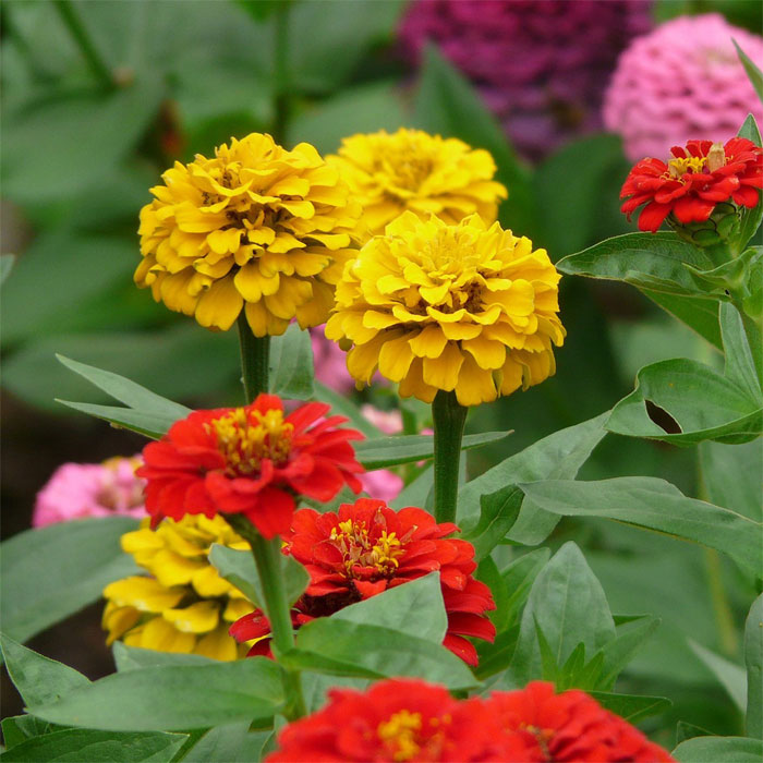 Yellow and red zinnias in the field