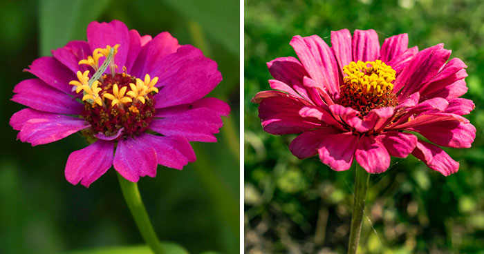 Zinnia Flowers: Planting, Growing, and Caring Tips