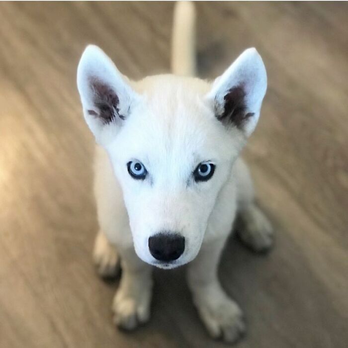 Overcoming Disability: This Dog’s Prancing Walk Steals Hearts On The Internet Overcoming Disability: This Dog’s Prancing Walk Steals Hearts On The Internet