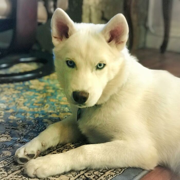 Overcoming Disability: This Dog’s Prancing Walk Steals Hearts On The Internet Overcoming Disability: This Dog’s Prancing Walk Steals Hearts On The Internet