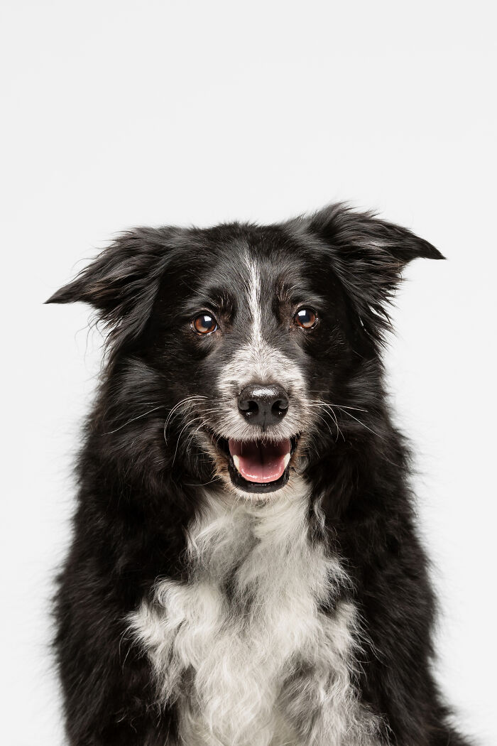 Darcy The 14-Year-Old Border Collie