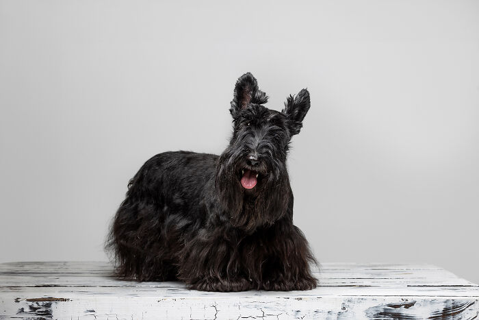Fenella The 10-Year-Old Scottish Terrier