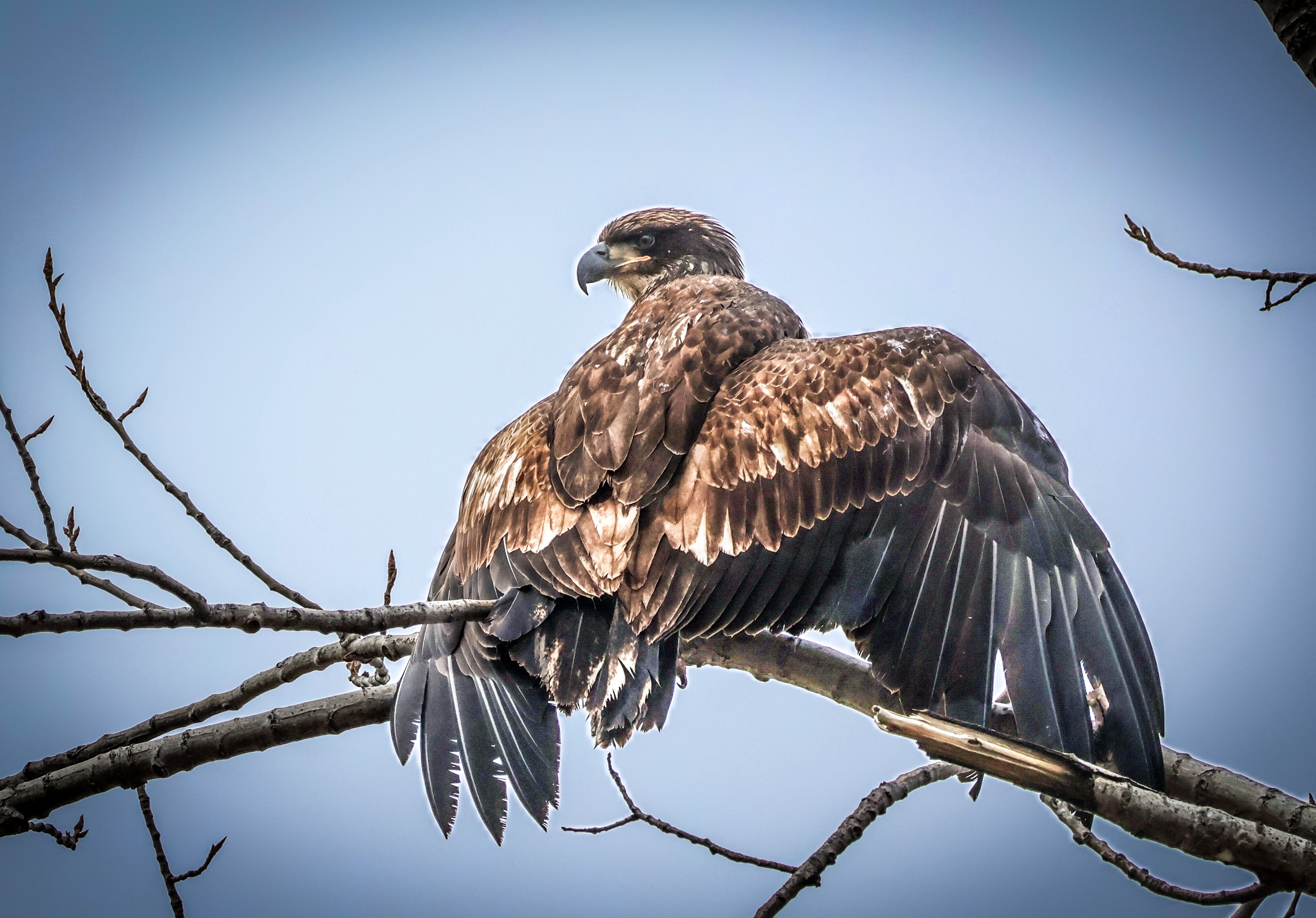 Drying Wings
