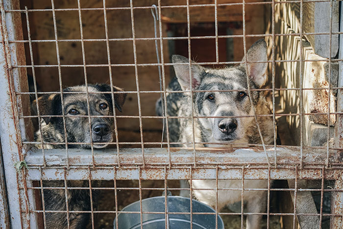 South Korea Bans Dog Meat Trade, Sparking Debate Between Older And Younger Generations South Korea Bans Dog Meat Trade, Sparking Debate Between Older And Younger Generations