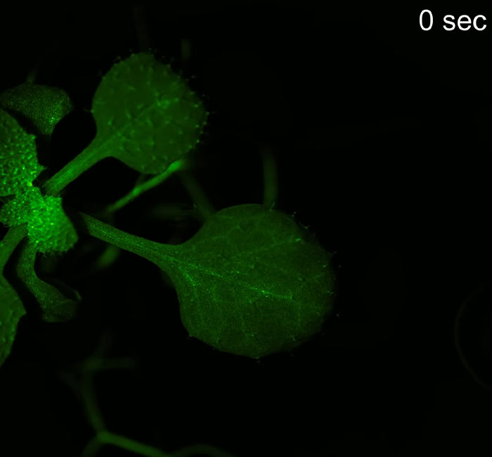 “Amazing” Video Of Plants Talking Has Social Media Reconsidering How They Thought About Life “Amazing” Video Of Plants Talking Has Social Media Reconsidering How They Thought About Life