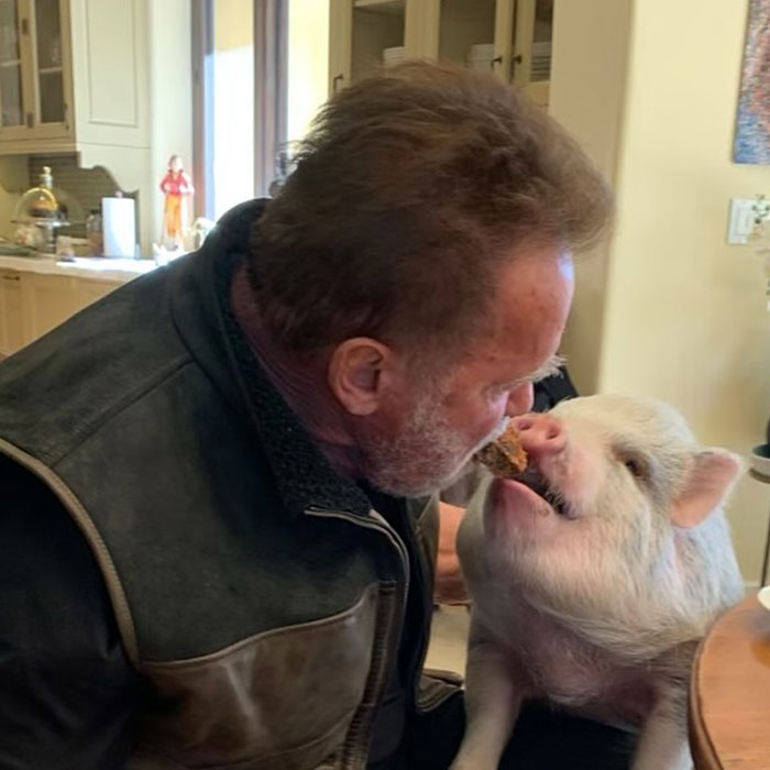Arnold Schwarzenegger Displays His Love For His Pets With Instagram Photo Of Him Mouth-Feeding Pig