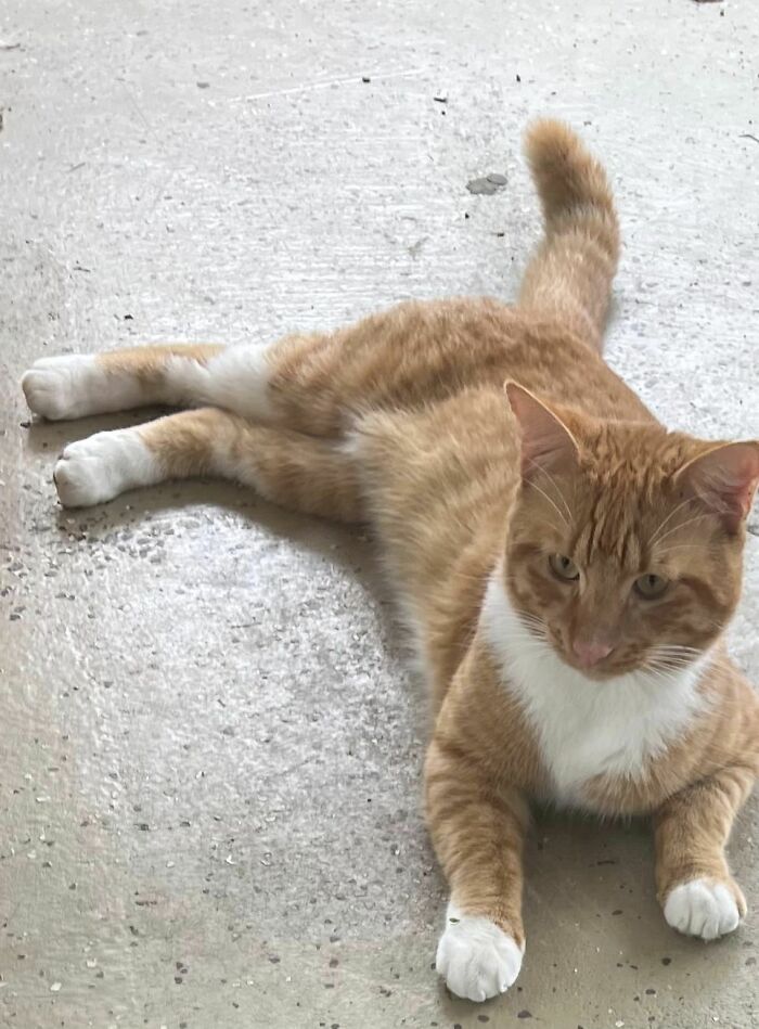 This Handsome Fella Keeps Using My Cats' Cat Door To Let Himself Into My House