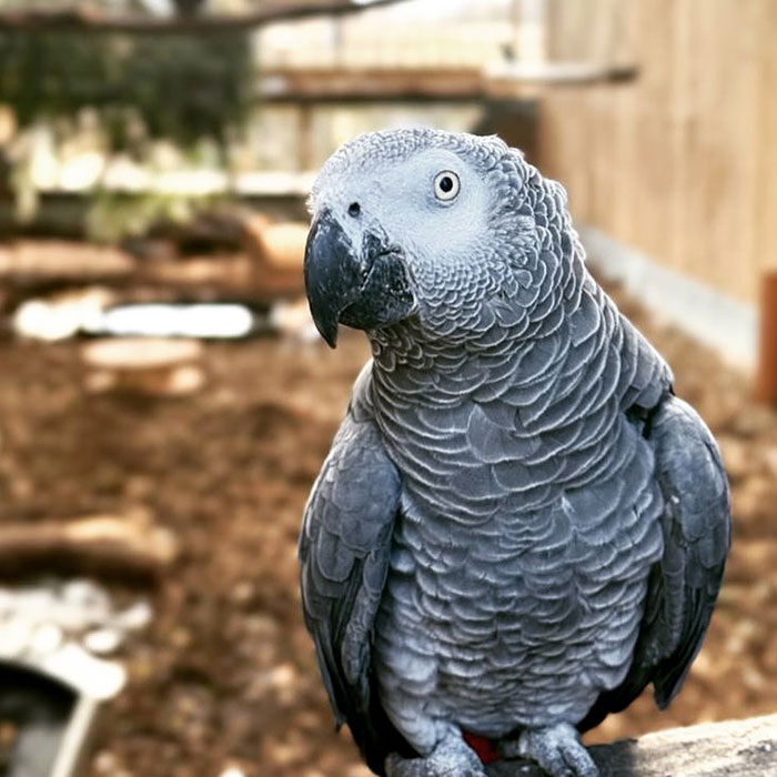 Rude Parrots That Can’t Stop Swearing Are In The Process Of Being Rehabilitated With New Flock