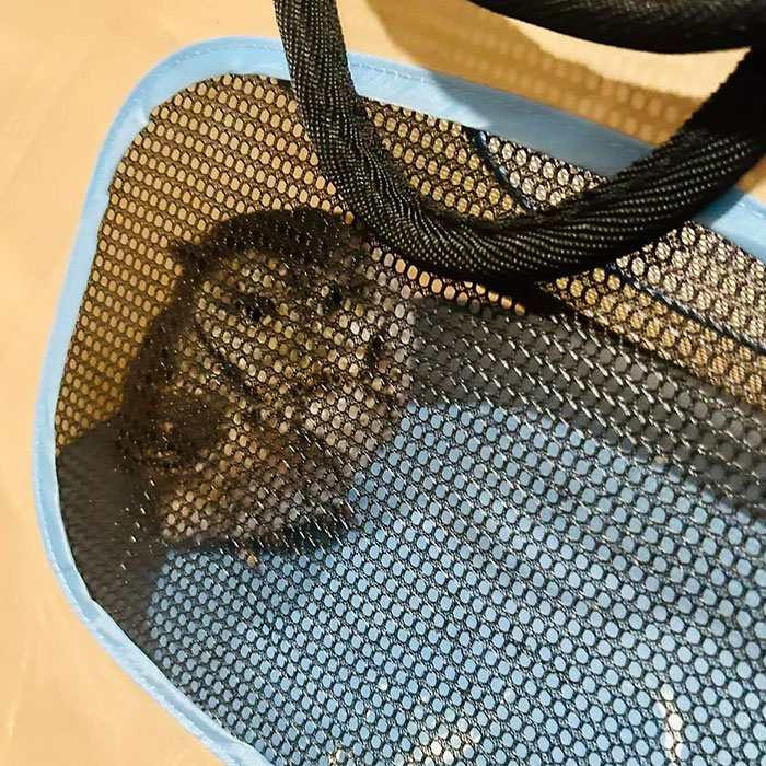 This Owl Didn’t Give A “Hoot”: Owl Rescued From Connecticut Home After Hiding Among Board Games