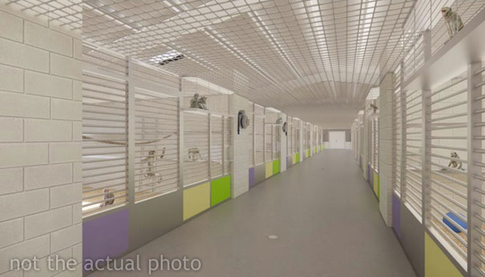 “What If One Gets Out?“: Residents Of Georgia Town Rally Against Farm To House 30,000 Monkeys “What If One Gets Out?“: Residents Of Georgia Town Rally Against Farm To House 30,000 Monkeys