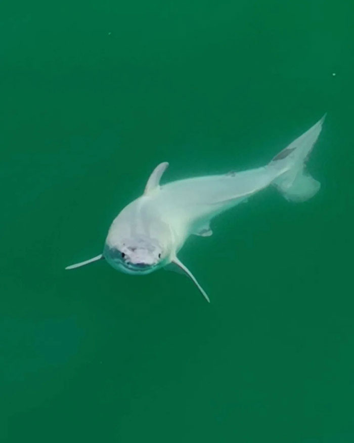 “Absolutely Mesmerizing”: Everyone’s Fawning Over First-Ever Photos Of A Baby Great White Shark