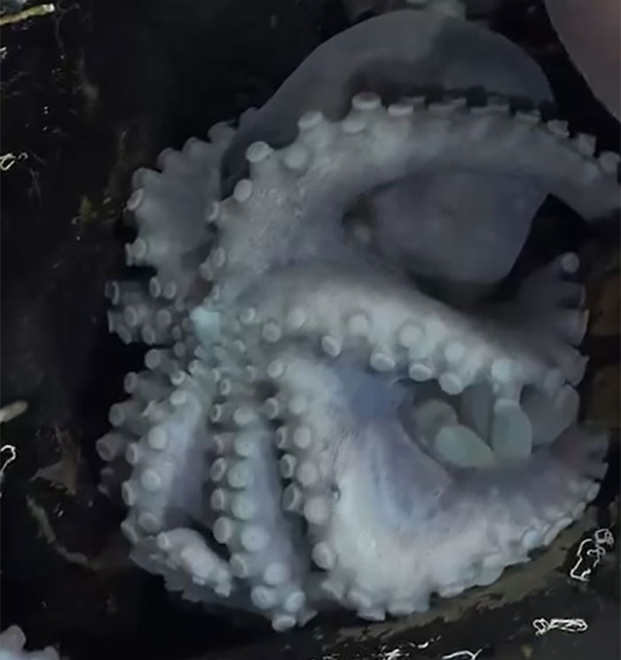 Scientists Discover Four New Octopus Species, And The Images Are Otherworldly