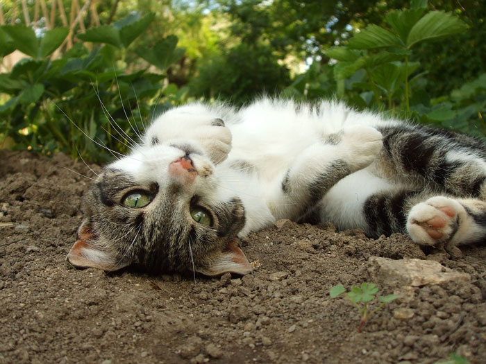 Cat rolling in dirt, looking playful with green eyes, surrounded by plants. Cat rolling in dirt, looking playful with green eyes, surrounded by plants.