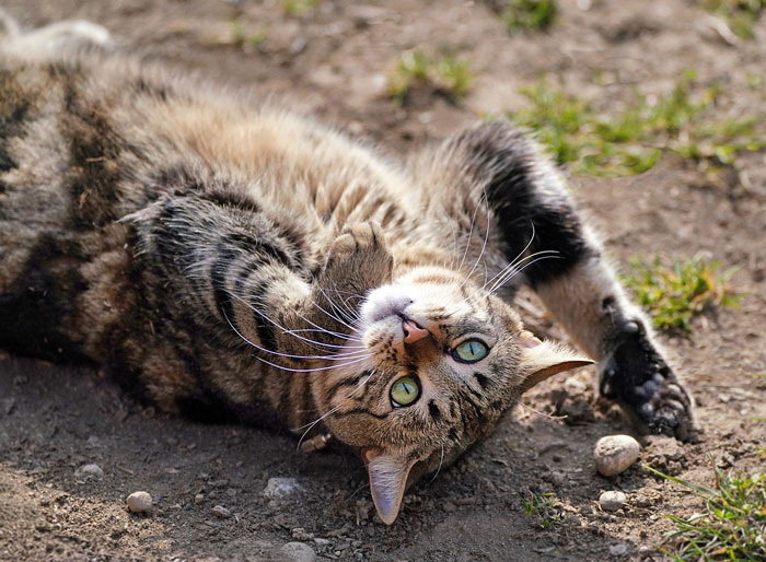 Cat rolling in dirt on a sunny day, displaying natural behavior outdoors. Cat rolling in dirt on a sunny day, displaying natural behavior outdoors.
