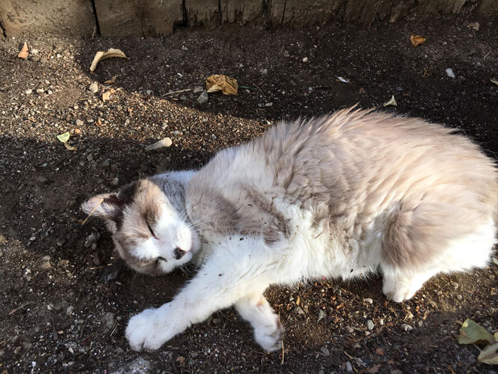 Cat rolling in dirt, enjoying the sun. Cat rolling in dirt, enjoying the sun.