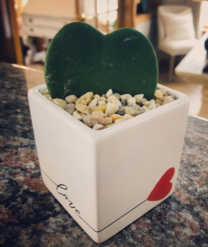  A Hoya Heart Plant In A Chic Decor Pot - A Vibrant Expression Of Love To Spruce Up Any Space And Ensure Those Feel-Good Vibes!