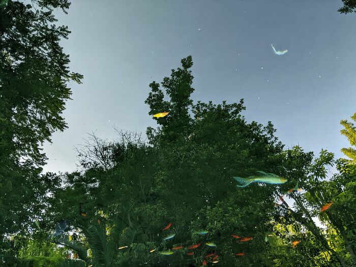 Flying Goldfishes In The Forest