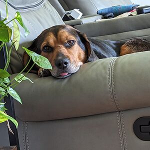 melissasnively avatar