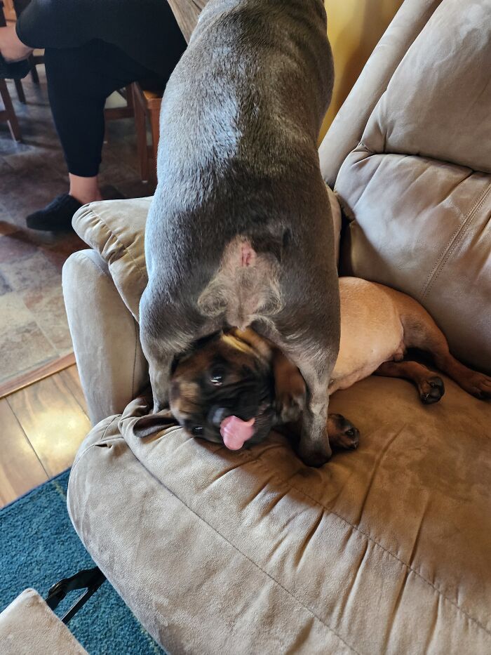 New Puppy Milo Under Gizmo