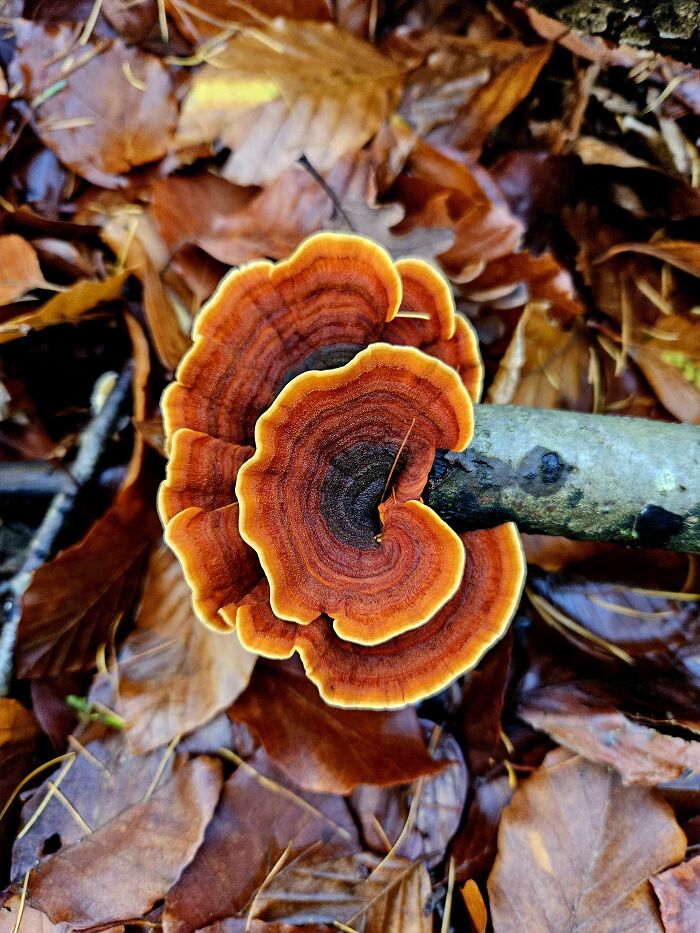 This Colorful Mushroom