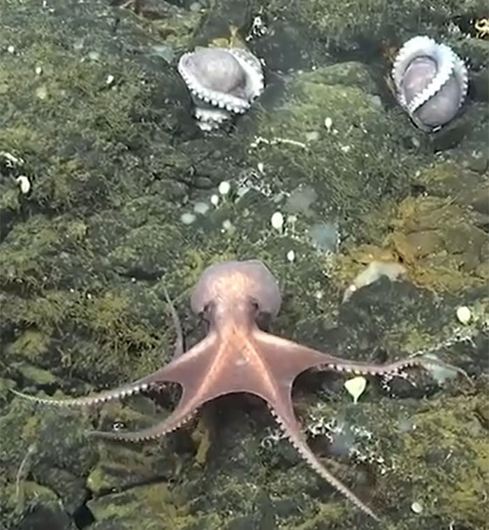 Scientists Discover 4 New Species Of Octopus In The Waters Off Costa Rica