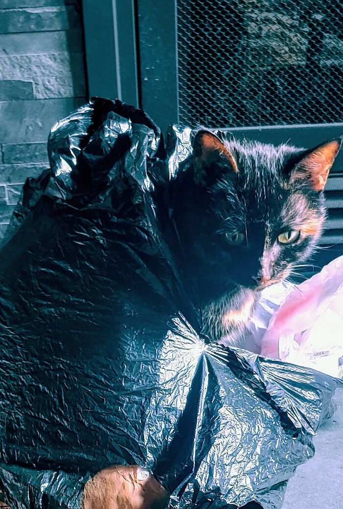 I Was Dumb For Leaving A Bag Of Garbage On The Ground While Cleaning Thinking Cinder Wouldn't Crawl Into It And Sit On It Hoarding It Like The Garbage Loving Dragon She Is