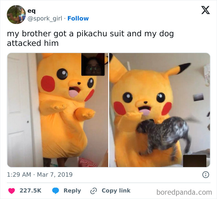 Funny-Animal-Memes-Posts