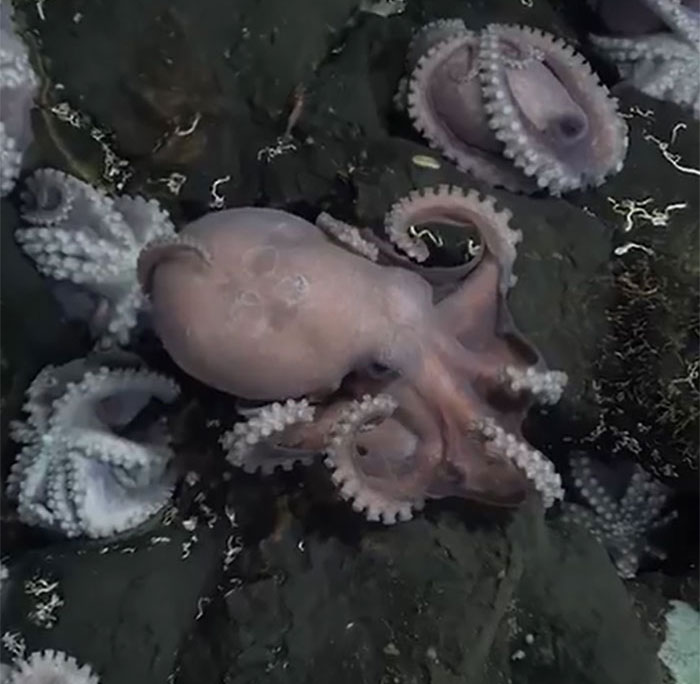 Scientists Discover 4 New Species Of Octopus In The Waters Off Costa Rica