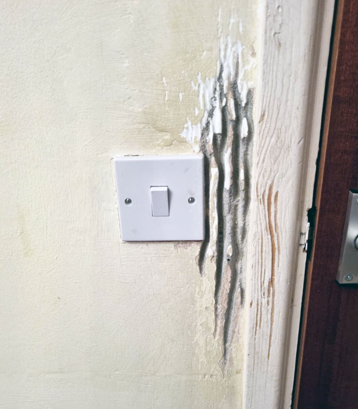 My Mom's Dog Can Open The Door, And This Is Where Her Paw Has Worn Down The Wall Over The Years