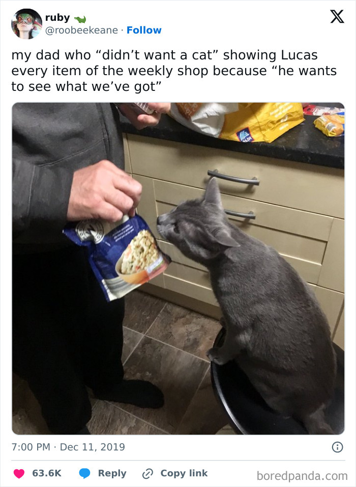 Cat Looks At Groceries
