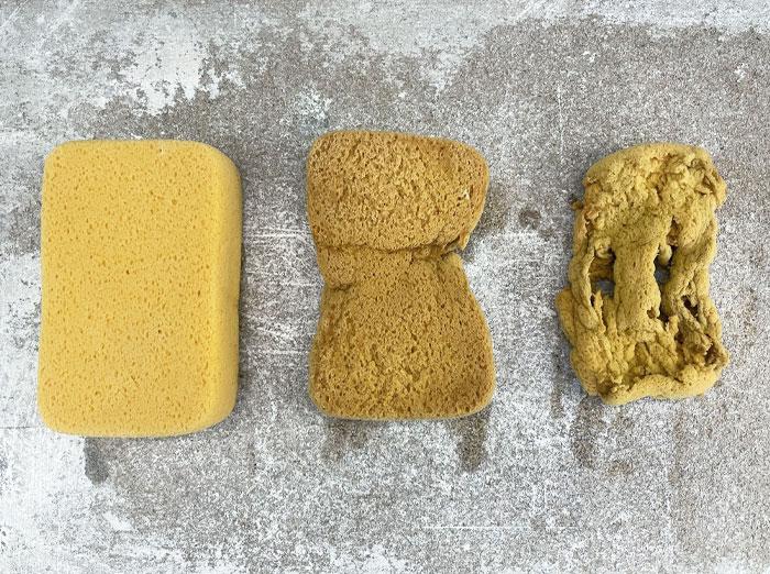 Lifecycle Of A Sponge: 3 Days, 3 Weeks, 3 Months