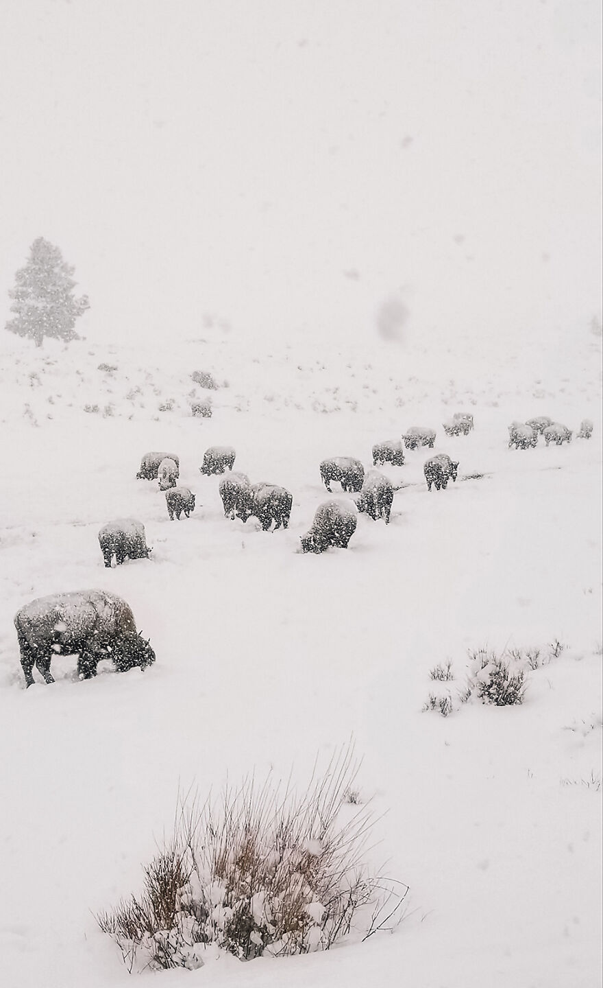 Snowy Bison, Yellowstone National Park By Pamela Puntney