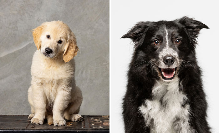 I Offered 15 Minutes Of Fame Photography Sessions For Dogs And They Booked Out Immediately (13 Pics)