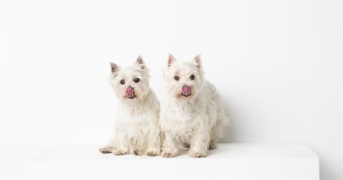 I Offered 15 Minutes Of Fame Photography Sessions For Dogs And They Booked Out Immediately (13 Pics)