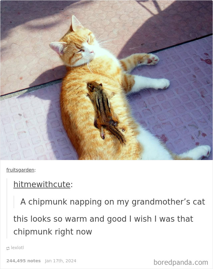 Funny-Animal-Memes-Posts