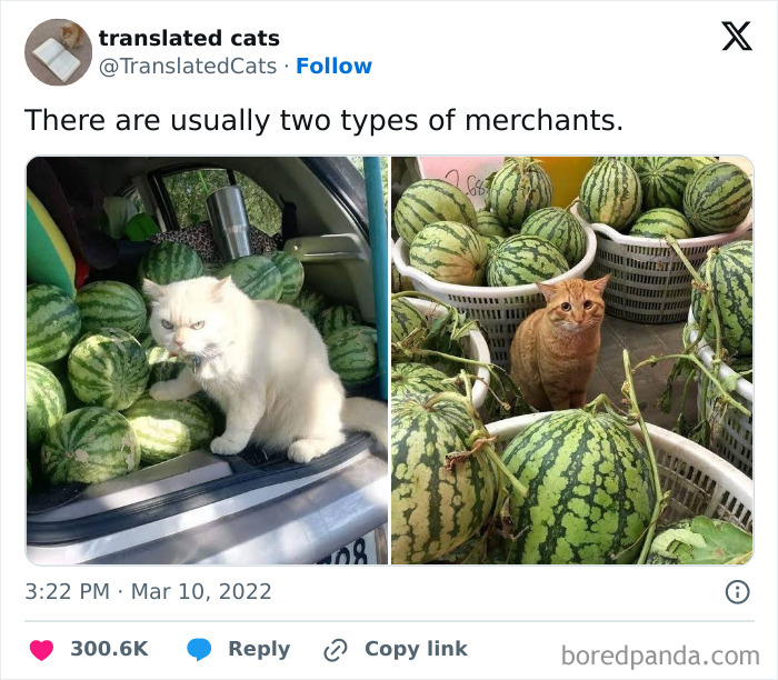 Funny-Cat-Memes-Cattosbeingcattos