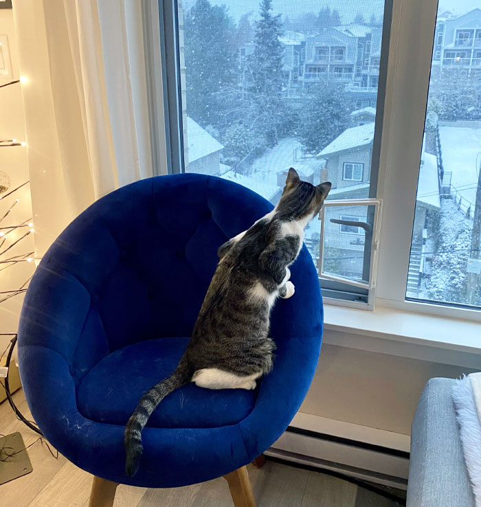 El gato callejero que me traje a casa desde Grecia nunca había visto la nieve antes. Bienvenido a Canadá