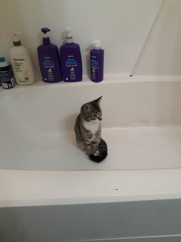 Uh, Not Sure Whose Cat This Is Or Why It Is In My Bathroom, But I Should've Knocked First I Guess