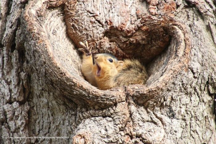 Who Would Like A Peanut? Squirrels At The University Of Michigan (2019)