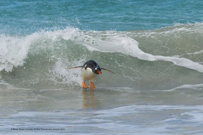 Surfing South Atlantic Style (2019)