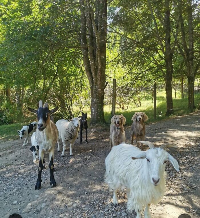 A Couple And Their 31 Four-Legged Family Members Found A Home After Their Video Asking For Help Went Viral A Couple And Their 31 Four-Legged Family Members Found A Home After Their Video Asking For Help Went Viral