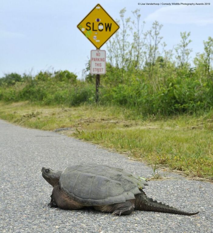 Snarling Snappin In The Slow Lane (2019)