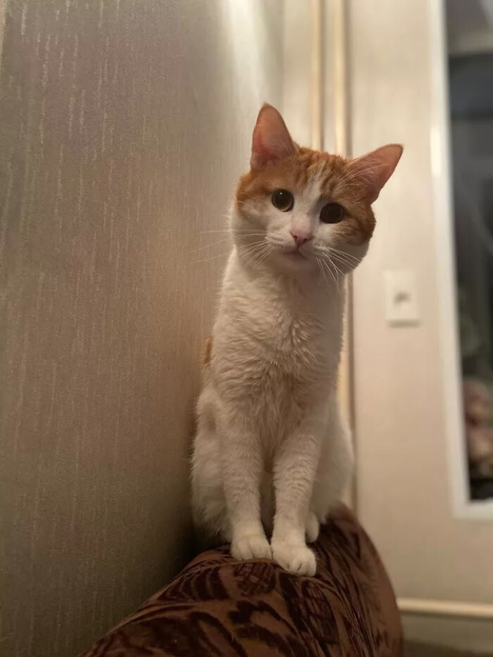 340 Thousand People Called To Fire The Conductor Who Threw Away The Cat Twix