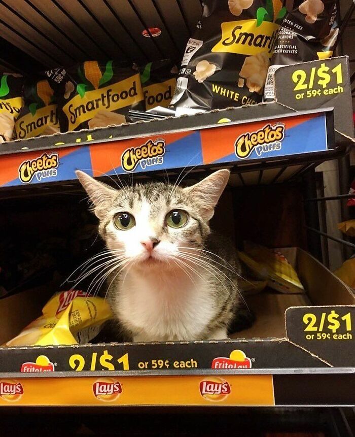 We Capture The Essence Of NYC Through Cute And Funny Photos Of Bodega Cats We Capture The Essence Of NYC Through Cute And Funny Photos Of Bodega Cats