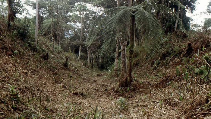 Ruins Of City Of Up To 10,000 Uncovered In Depths Of The Amazon Rainforest