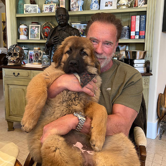 From Lulu The Donkey To Schnelly The Pig: Meet Arnold Schwarzenegger’s Pet Paradise From Lulu The Donkey To Schnelly The Pig: Meet Arnold Schwarzenegger’s Pet Paradise