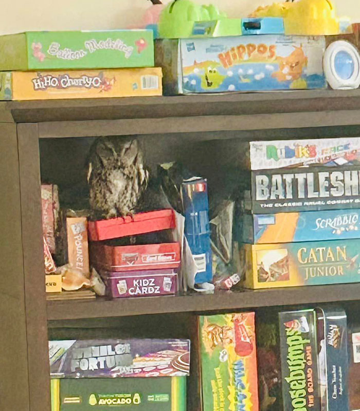 This Owl Didn’t Give A “Hoot”: Owl Rescued From Connecticut Home After Hiding Among Board Games This Owl Didn’t Give A “Hoot”: Owl Rescued From Connecticut Home After Hiding Among Board Games