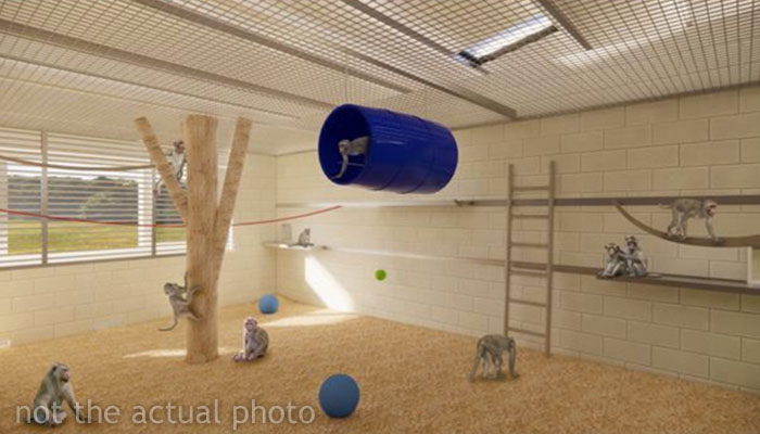 “What If One Gets Out?“: Residents Of Georgia Town Rally Against Farm To House 30,000 Monkeys “What If One Gets Out?“: Residents Of Georgia Town Rally Against Farm To House 30,000 Monkeys