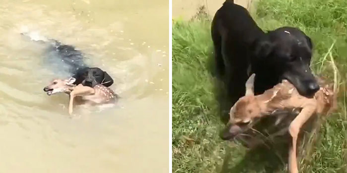 Deer Fawn Rescued From Drowning