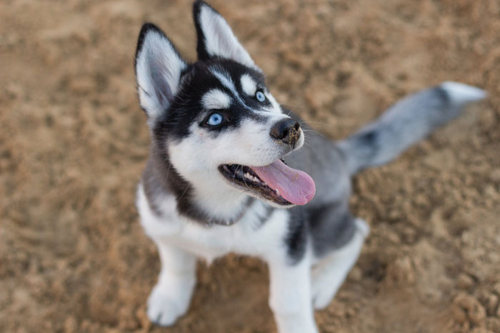 “I Dropped My MIL’s Dog Off As A Stray At A Shelter, And I Don’t Feel Bad”